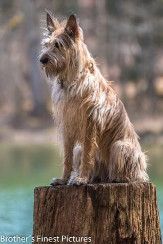 Link to Photo | cub, photograph, dog, Buxheimer Weiher, Germany, Rassehund, April 10, Picardy Shepherd, shepherd dog, herding dog, dog breed, 2023, Buxheim, animal, Yumi