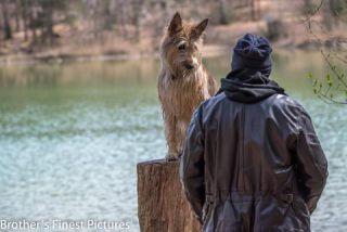 Link to Photo | cub, photograph, dog, Buxheimer Weiher, Germany, Rassehund, April 10, Picardy Shepherd, shepherd dog, herding dog, dog breed, 2023, Buxheim, animal, Yumi
