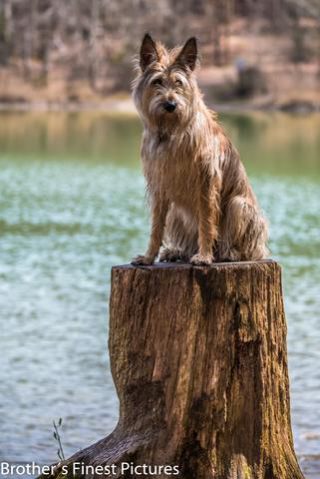 Link to Photo | cub, photograph, dog, Buxheimer Weiher, Germany, Rassehund, April 10, Picardy Shepherd, shepherd dog, herding dog, dog breed, 2023, Buxheim, animal, Yumi