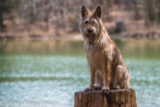 Link to Photo | cub, photograph, dog, Buxheimer Weiher, Germany, Rassehund, April 10, Picardy Shepherd, shepherd dog, herding dog, dog breed, 2023, Buxheim, animal, Yumi