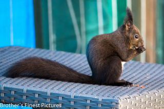 Link to Photo | Rodentia, April, spring, black, Sciurus, Red squirrel, 2023, animal, squirrel