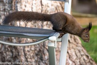 Link to Photo | Rodentia, April, spring, black, Sciurus, Red squirrel, 2023, animal, squirrel