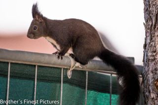 Link to Photo | Rodentia, April, spring, black, Sciurus, Red squirrel, 2023, animal, squirrel