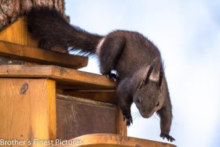 Link to Photo | Rodentia, April, spring, black, Sciurus, Red squirrel, 2023, animal, squirrel