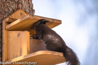 Link to Photo | Rodentia, April, spring, black, Sciurus, Red squirrel, 2023, animal, squirrel