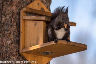 Link to Photo | Rodentia, April, spring, black, Sciurus, Red squirrel, 2023, animal, squirrel