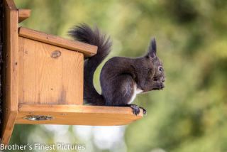 Link to Photo | Rodentia, April, spring, black, Sciurus, Red squirrel, 2023, animal, squirrel
