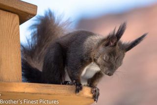 Link to Photo | Rodentia, April, spring, black, Sciurus, Red squirrel, 2023, animal, squirrel