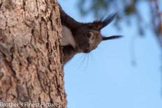 Link to Photo | Rodentia, April, spring, black, Sciurus, Red squirrel, 2023, animal, squirrel