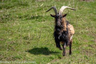 Link to Photo | April, spring, productive animal, Germany, goat, 2023, Buxheim, animal
