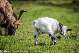Link to Photo | April, spring, productive animal, Germany, goat, 2023, Buxheim, animal
