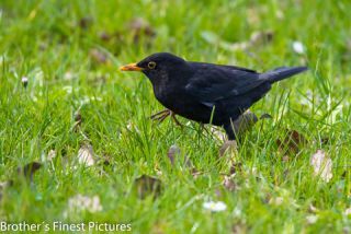 Link to Photo | animal