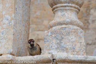 Link to Photo | Malta, color, 2023