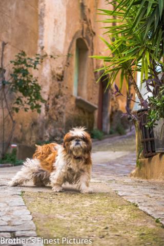 Link to Photo | tourist destination, France, Languedoc, color, day, Mediterranean Basin