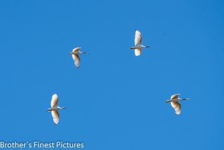 Link to Photo | photography, photograph, creature, color, Victoria, Australia, 2024, birds, Australian White Ibis, animal