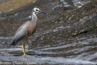 Link to Photo | photography, photograph, creature, Ardeidae, color, Victoria, White-faced Heron, Australia, 2024, birds, animal