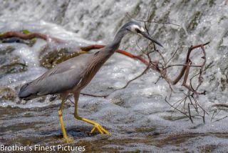 Link to Photo | photography, photograph, creature, Ardeidae, color, Victoria, White-faced Heron, Australia, 2024, birds, animal