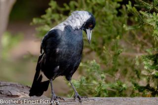 Link to Photo | Australian Magpie, photography, photograph, creature, color, Victoria, Australia, 2024, birds, animal