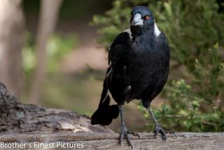 Link to Photo | Australian Magpie, photography, photograph, creature, color, Victoria, Australia, 2024, birds, animal