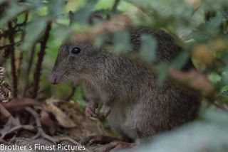 Link to Photo | photography, photograph, creature, color, marsupial, Victoria, Mus, Australia, 2024, Antechinus, Great Otway National Park, animal, Beutelmaus