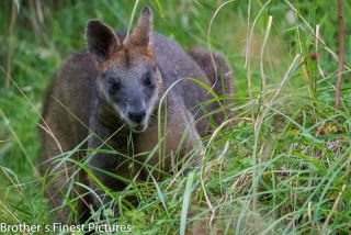 Link to Photo | mammal, photography, photograph, creature, color, Macropodidae, wildlife, marsupial, heraldic animal, Victoria, Australia, 2024, Great Otway National Park, animal, nature