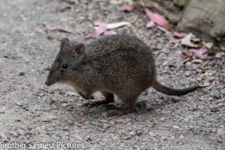 Link to Photo | photography, photograph, creature, color, marsupial, Victoria, Mus, Australia, 2024, Antechinus, Great Otway National Park, animal, Beutelmaus