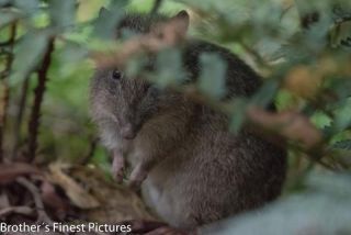 Link to Photo | photography, photograph, creature, color, marsupial, Victoria, Mus, Australia, 2024, Antechinus, Great Otway National Park, animal, Beutelmaus