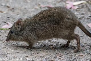 Link to Photo | photography, photograph, creature, color, marsupial, Victoria, Mus, Australia, 2024, Antechinus, Great Otway National Park, animal, Beutelmaus