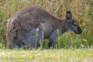 Link to Photo | mammal, photography, photograph, creature, color, Macropodidae, wildlife, marsupial, heraldic animal, Victoria, Australia, 2024, Great Otway National Park, animal, nature