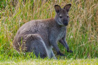 Link to Photo | mammal, photography, photograph, creature, color, Macropodidae, wildlife, marsupial, heraldic animal, Victoria, Australia, 2024, Great Otway National Park, animal, nature