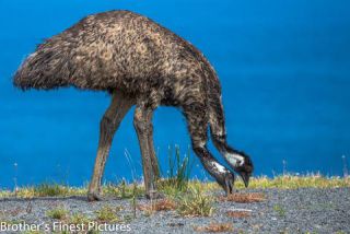 Link to Photo | photography, photograph, creature, 2, color, Victoria, Australia, 2024, birds, Great Otway National Park, animal, nature, emu