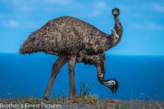 Link to Photo | photography, photograph, creature, 2, color, Victoria, Australia, 2024, birds, Great Otway National Park, animal, nature, emu