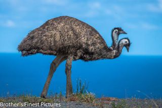 Link to Photo | photography, photograph, creature, 2, color, Victoria, Australia, 2024, birds, Great Otway National Park, animal, nature, emu