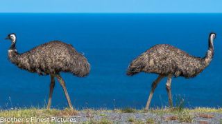 Link to Photo | photography, photograph, creature, 2, color, Victoria, Australia, 2024, birds, Great Otway National Park, animal, nature, emu