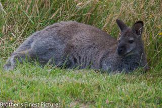 Link to Photo | mammal, photography, photograph, creature, color, Macropodidae, wildlife, marsupial, heraldic animal, Victoria, Australia, 2024, Great Otway National Park, animal, nature