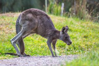 Link to Photo | mammal, photography, photograph, creature, color, Macropodidae, wildlife, marsupial, heraldic animal, Victoria, Australia, 2024, Great Otway National Park, animal, nature