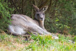 Link to Photo | mammal, photography, photograph, creature, color, Macropodidae, wildlife, marsupial, heraldic animal, Victoria, Australia, 2024, Great Otway National Park, animal, nature