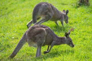 Link to Photo | mammal, photography, photograph, creature, color, Macropodidae, wildlife, marsupial, heraldic animal, Victoria, Australia, 2024, Great Otway National Park, animal, nature