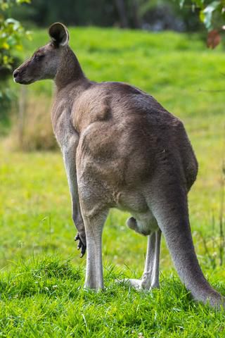 Link to Photo | mammal, photography, photograph, creature, color, Macropodidae, wildlife, marsupial, heraldic animal, Victoria, Australia, 2024, Great Otway National Park, animal, nature