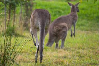 Link to Photo | mammal, photography, photograph, creature, color, Macropodidae, wildlife, marsupial, heraldic animal, Victoria, Australia, 2024, Great Otway National Park, animal, nature