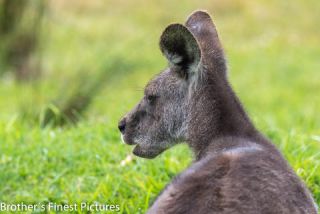 Link to Photo | mammal, photography, photograph, creature, color, Macropodidae, wildlife, marsupial, heraldic animal, Victoria, Australia, 2024, Great Otway National Park, animal, nature