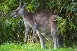Link to Photo | mammal, photography, photograph, creature, color, Macropodidae, wildlife, marsupial, heraldic animal, Victoria, Australia, 2024, Great Otway National Park, animal, nature