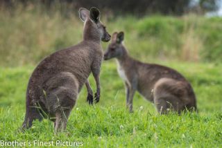 Link to Photo | mammal, photography, photograph, creature, color, Macropodidae, wildlife, marsupial, heraldic animal, Victoria, Australia, 2024, Great Otway National Park, animal, nature