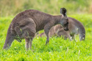 Link to Photo | mammal, photography, photograph, creature, color, Macropodidae, wildlife, marsupial, heraldic animal, Victoria, Australia, 2024, Great Otway National Park, animal, nature