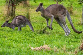 Link to Photo | mammal, photography, photograph, creature, color, Macropodidae, wildlife, marsupial, heraldic animal, Victoria, Australia, 2024, Great Otway National Park, animal, nature