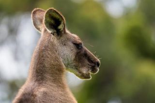 Link to Photo | mammal, photography, photograph, creature, color, Macropodidae, wildlife, marsupial, heraldic animal, Victoria, Australia, 2024, Great Otway National Park, animal, nature