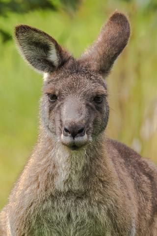 Link to Photo | mammal, photography, photograph, creature, color, Macropodidae, wildlife, marsupial, heraldic animal, Victoria, Australia, 2024, Great Otway National Park, animal, nature