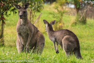 Link to Photo | mammal, photography, photograph, creature, color, Macropodidae, wildlife, marsupial, heraldic animal, Victoria, Australia, 2024, Great Otway National Park, animal, nature