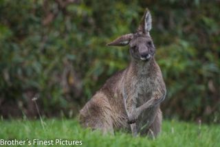 Link to Photo | mammal, photography, photograph, creature, color, Macropodidae, wildlife, marsupial, heraldic animal, Victoria, Australia, 2024, Great Otway National Park, animal, nature
