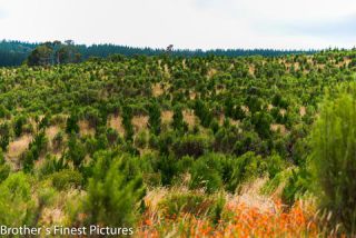 Link to Photo | landscape, photography, photograph, color, Victoria, Australia, 2024, nature
